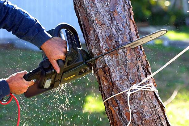 Best Arborist Consultation Services  in Sandusky, OH