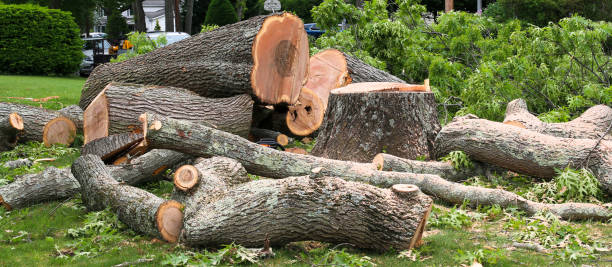 How Our Tree Care Process Works  in  Sandusky, OH